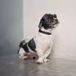 Fuggerstadt Teammitglied